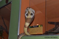 /album/fotogalerie-zoo-dvorec-u-borovan-park-exotickych-zvirat/dvorec-u-borovan-zoo22-jpg/